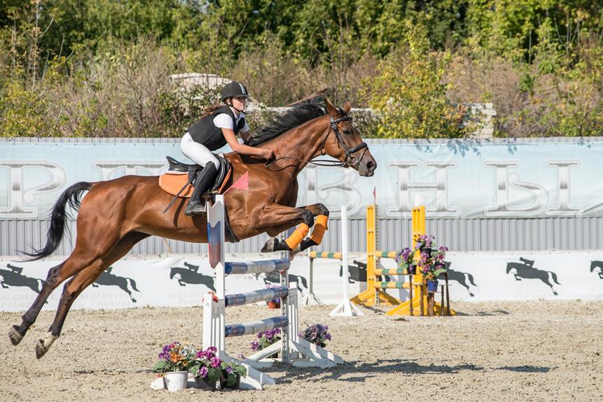 horse jumping height limits